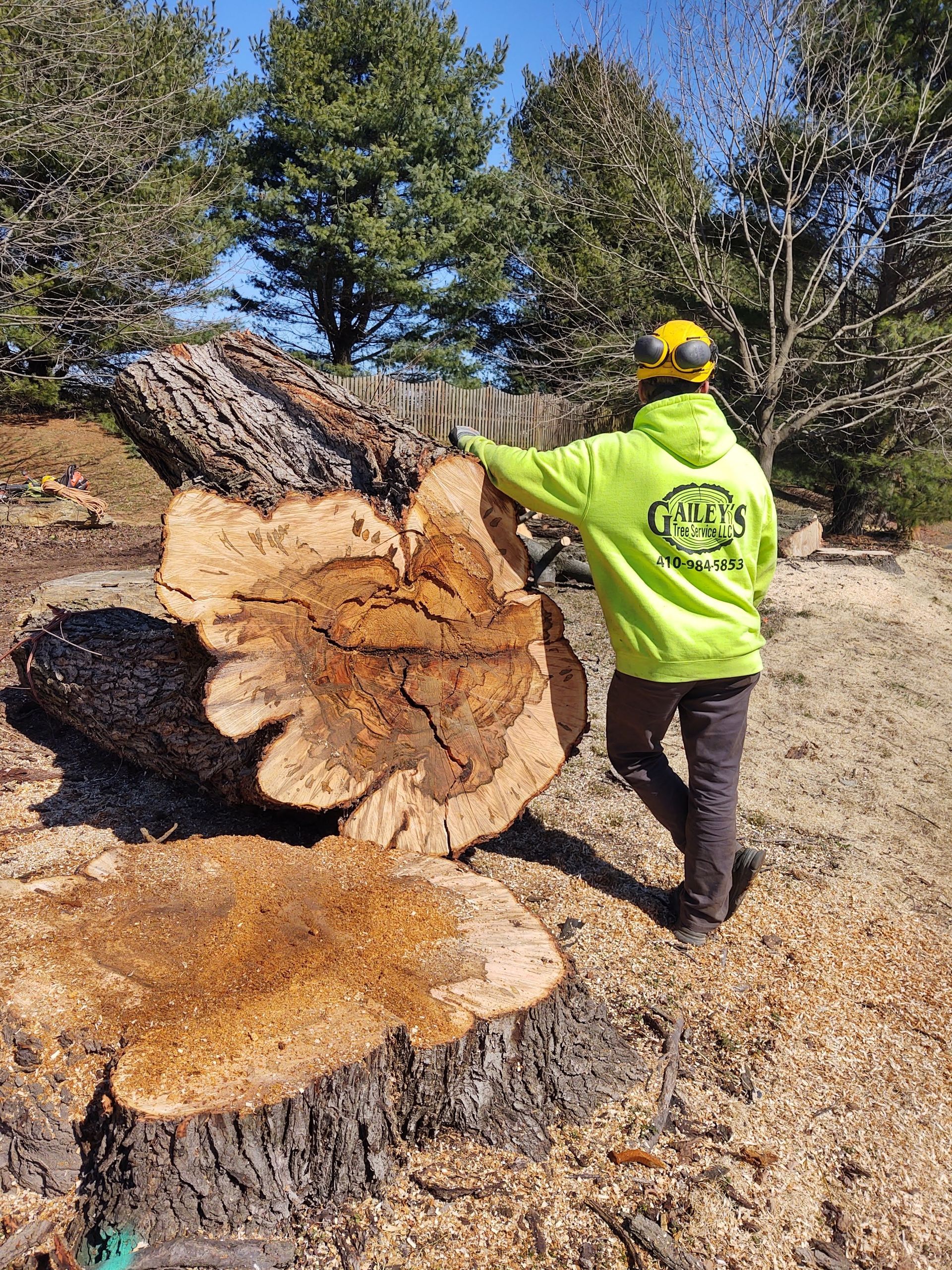 A man in a neon green hoodie is standing next to a large tree stump.