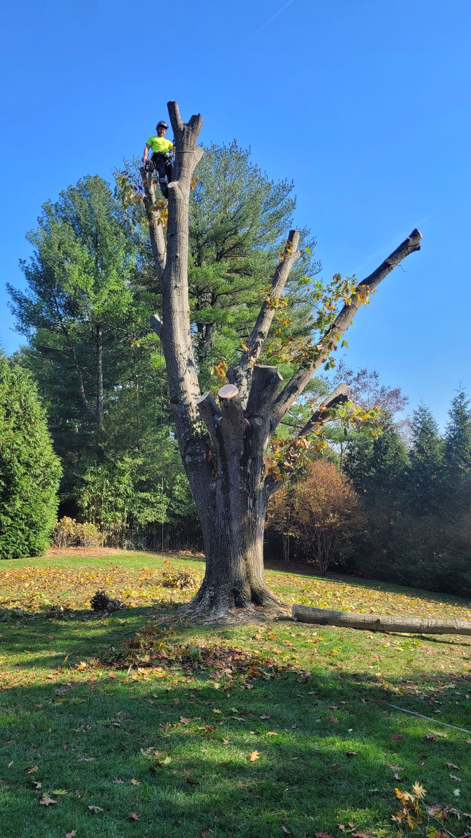 A man is climbing a tree in a park on a sunny day.