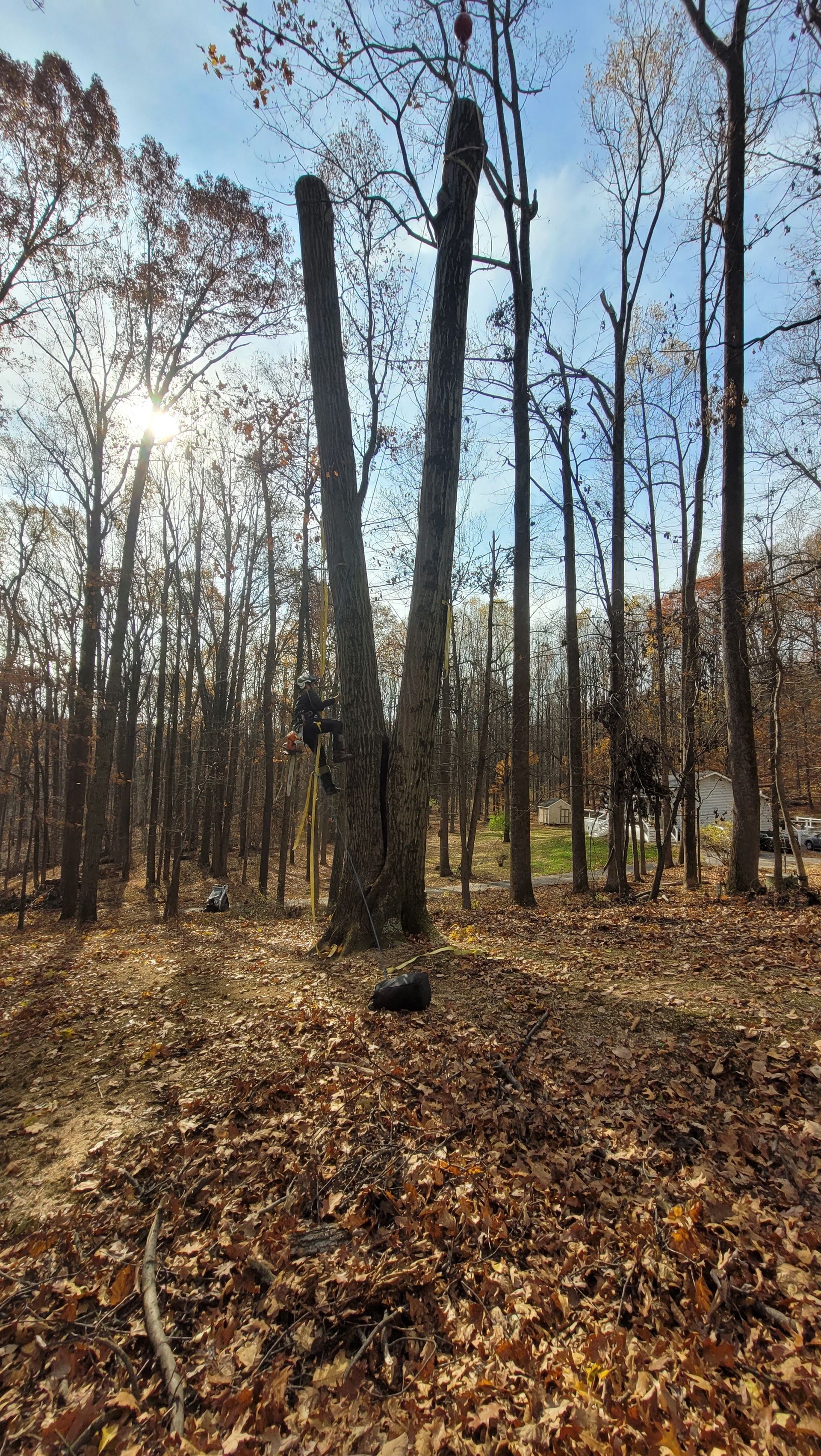 A forest filled with trees and leaves on a sunny day.
