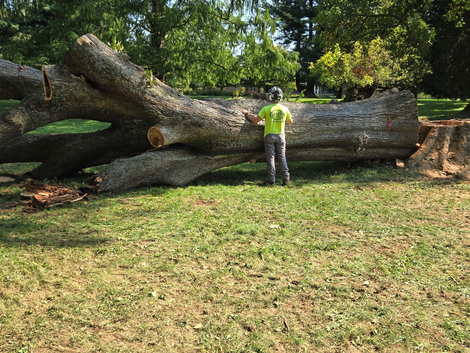 A man in a yellow shirt is standing next to a large log in a park.