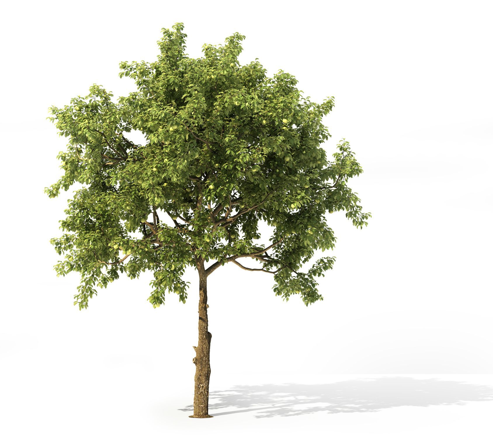 A tree with lots of green leaves on a white background.