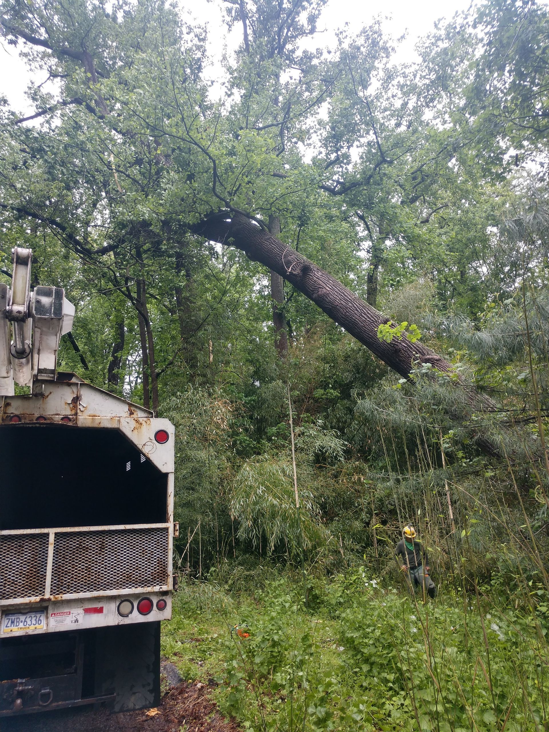 A tree cutting truck is cutting a tree in the woods.