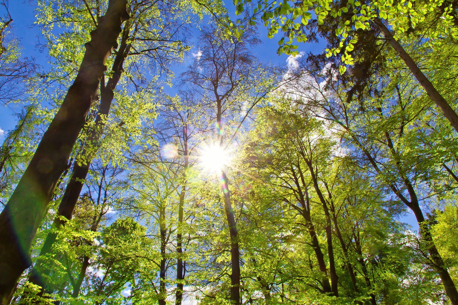 Cellulose fibre blowing