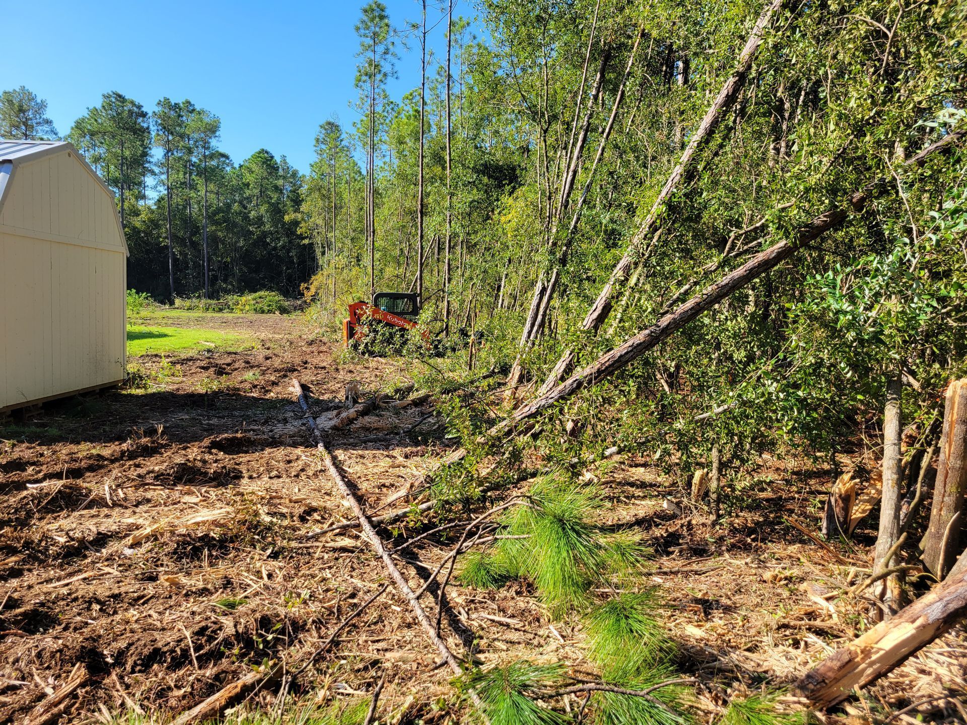 A tractor is cutting down trees in a field with a shed in the background.