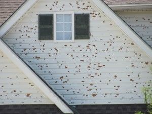 White siding on a house with brown spots, possibly hail damage, around a window with shutters.