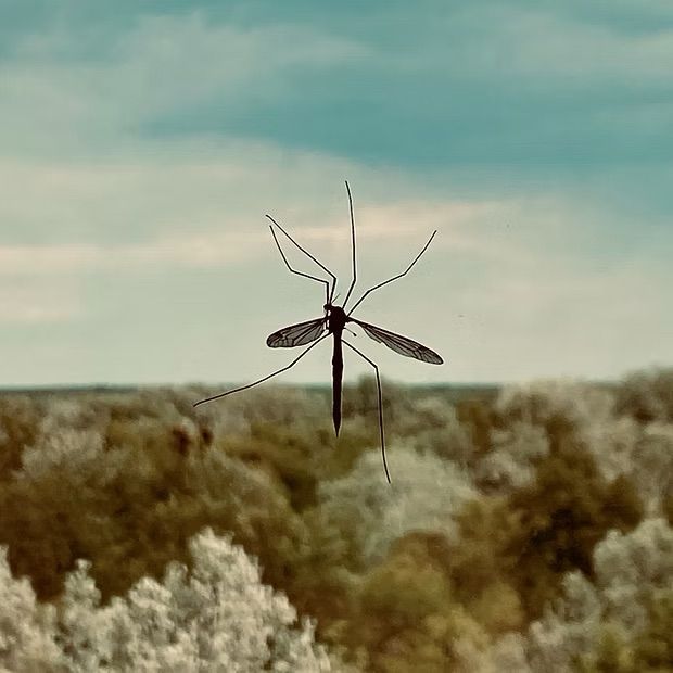 A mosquito in mid-air with long legs and wings; trees and sky in background.