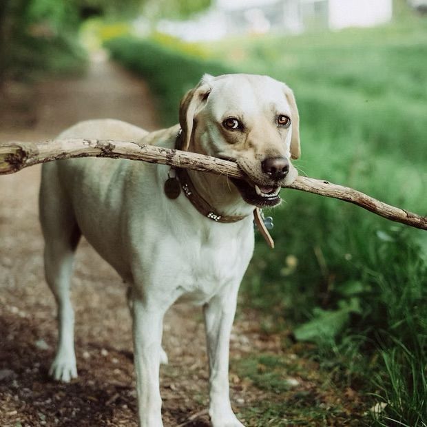Yellow Labrador dog with a stick in its mouth, standing on a dirt path in a green, wooded area.