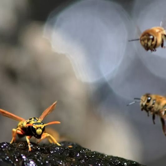 A wasp and two bees in flight, likely interacting near a dark, wet surface.