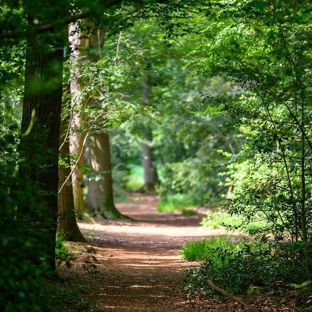 A shaded forest path framed by green foliage, leading toward a blurred distance.