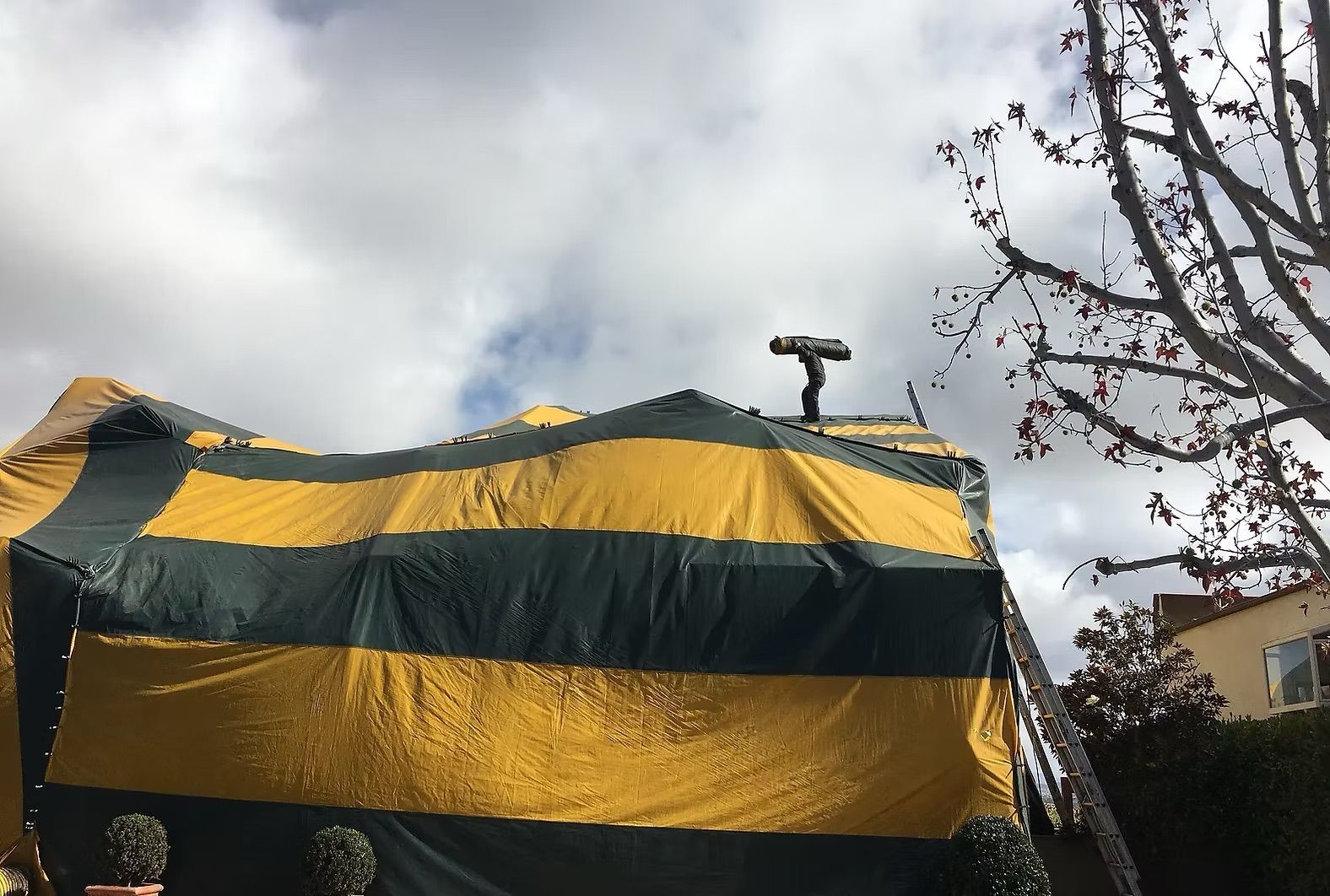 Ants clustered around a reddish-brown food source on a white tiled surface.