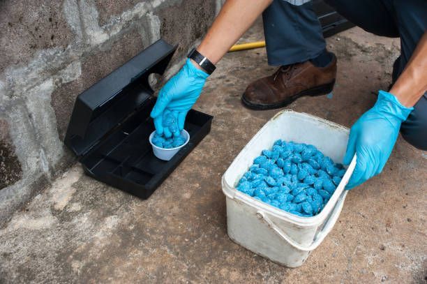 Person in blue gloves placing blue rodenticide bait pellets into a black bait station outside.