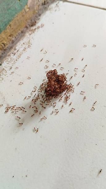 Ants clustered around a reddish-brown food source on a white tiled surface.