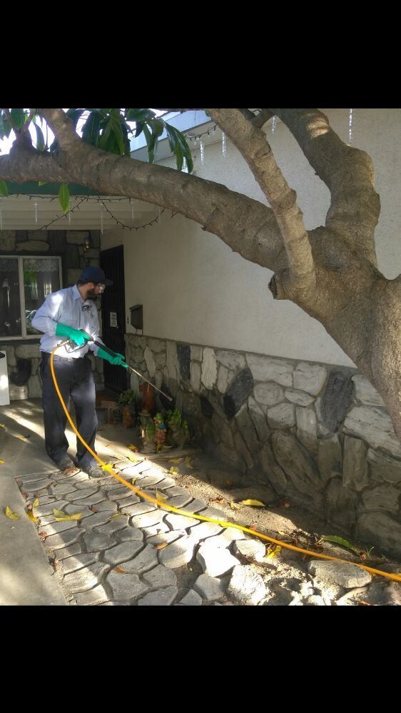 Man sprays pesticide near a house and tree. He wears gloves. Yellow hose on ground. Stone wall visible.