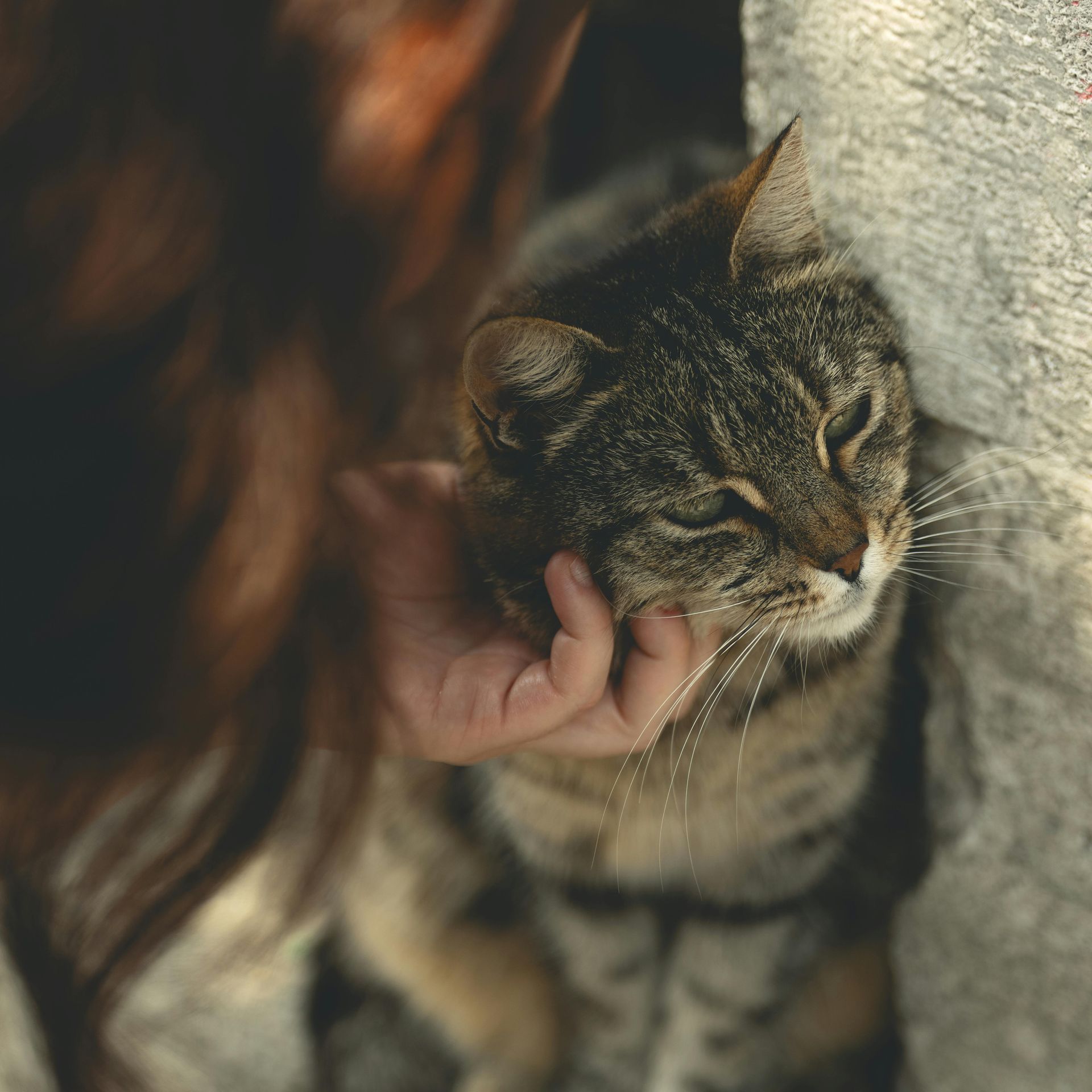 A woman is petting a cat that is leaning against a wall