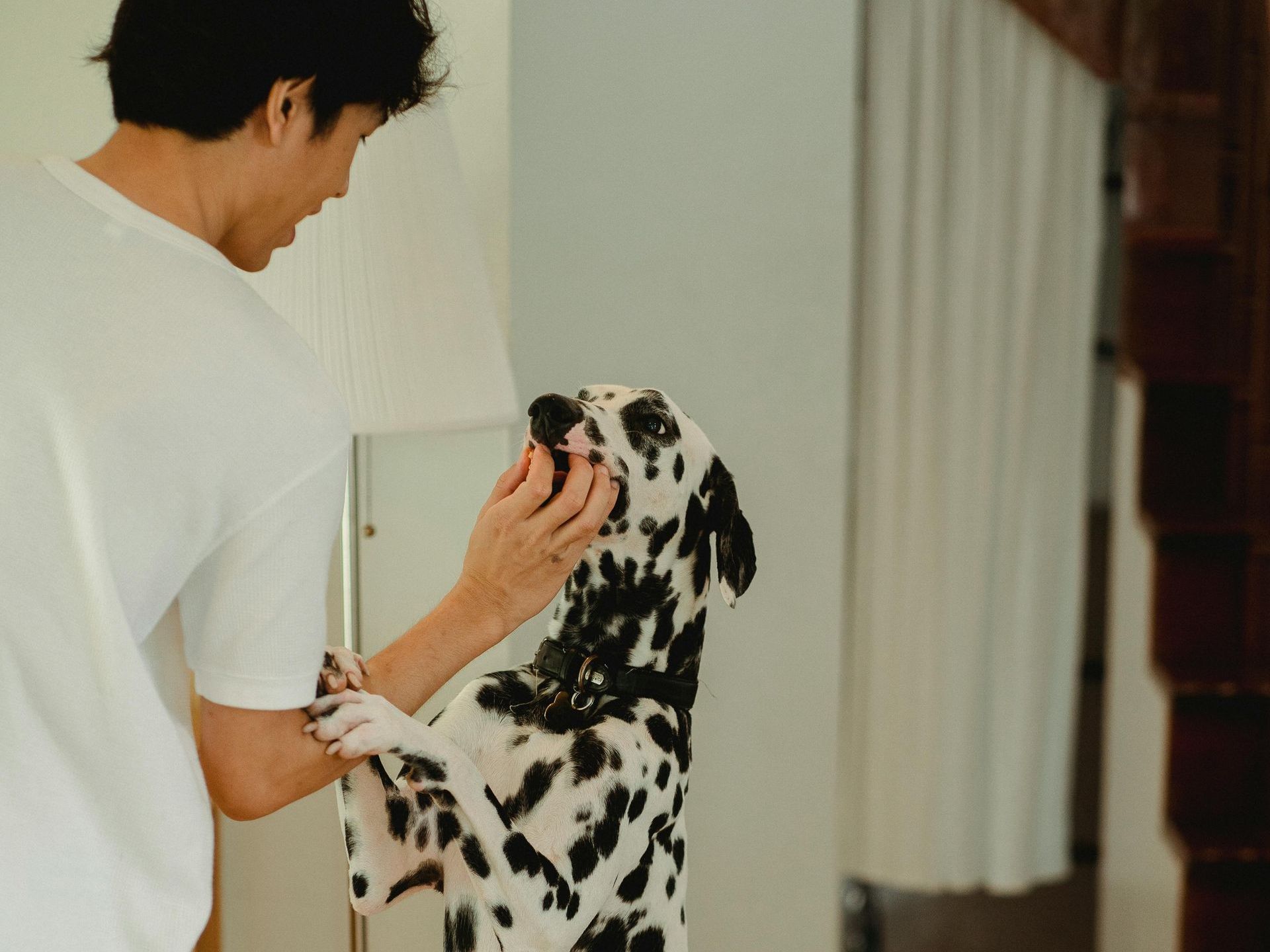 A man is petting a dalmatian dog in a living room.