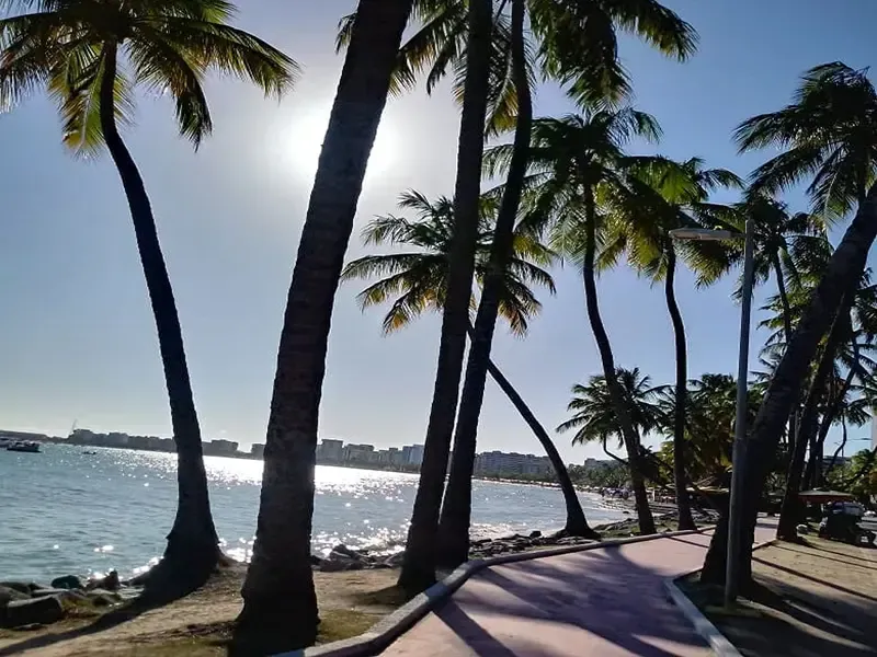 Palmeiras ladeiam um caminho ensolarado à beira-mar, com o sol refletindo intensamente na água.