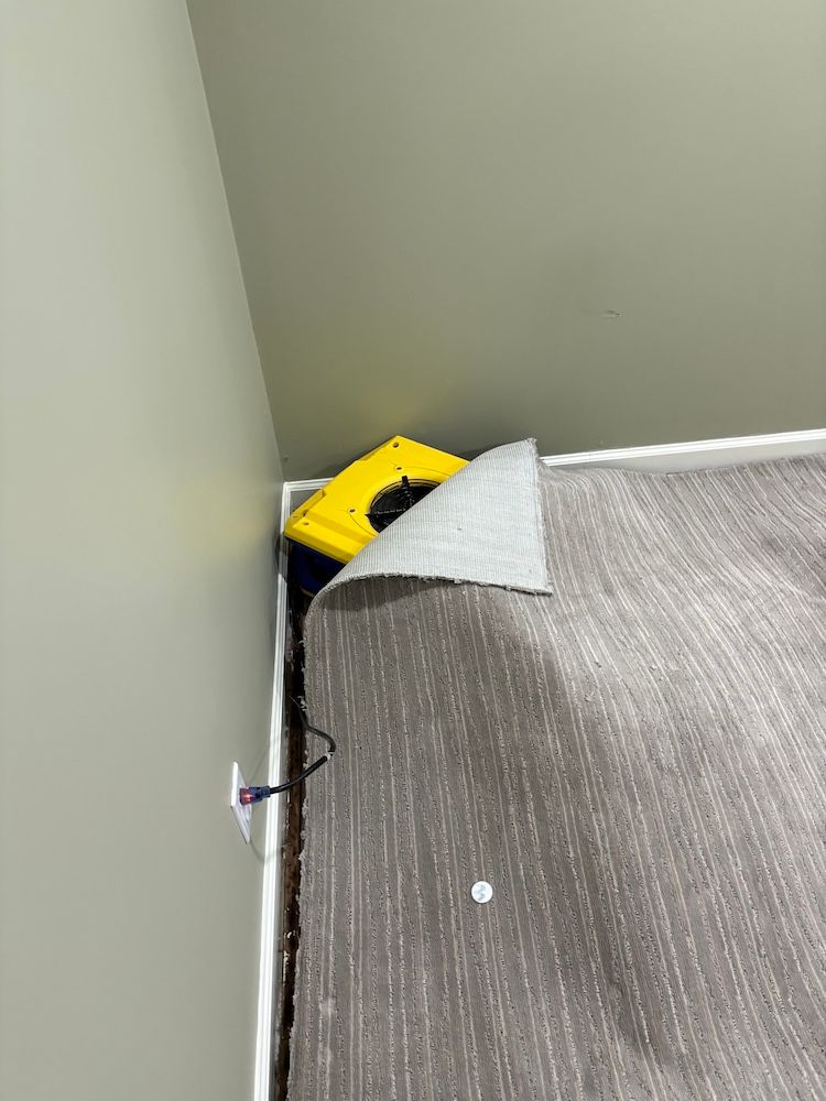Moisture detection and assessment