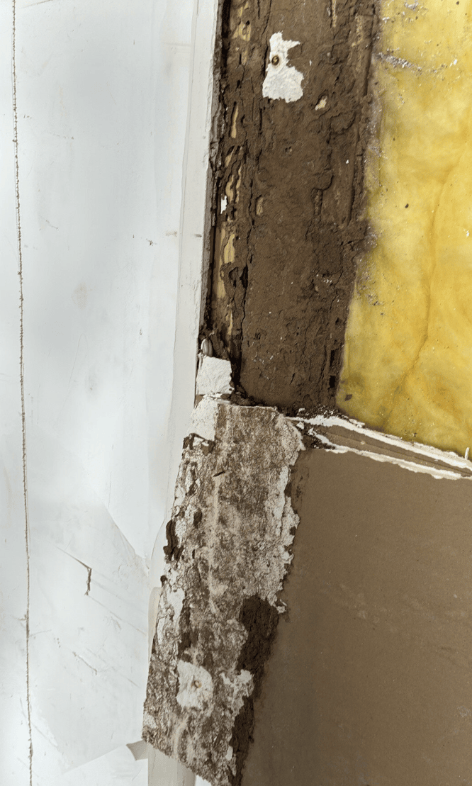 Mold growth behind garage wall