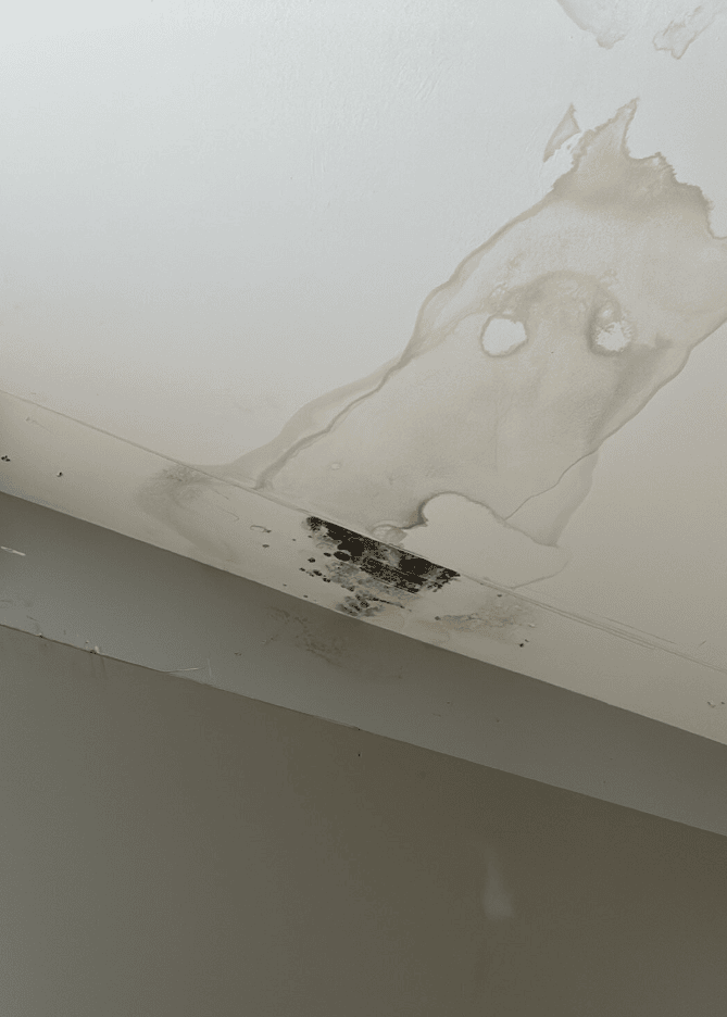 Close-up of damaged insulation with mold growth