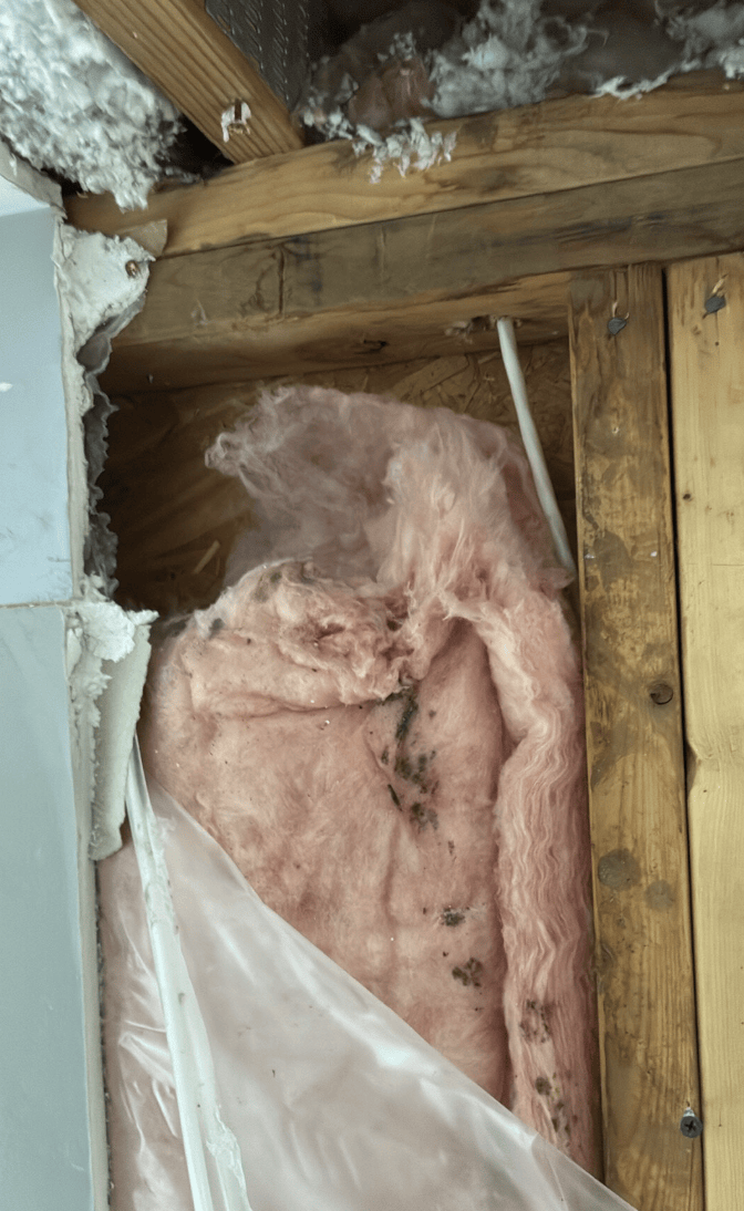 Attic area showing insulation damage