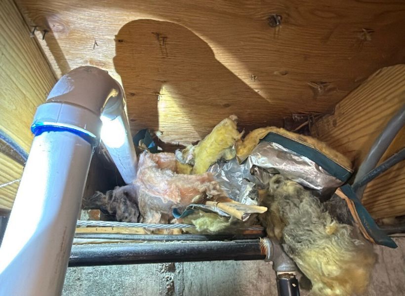 mold growth on insulation