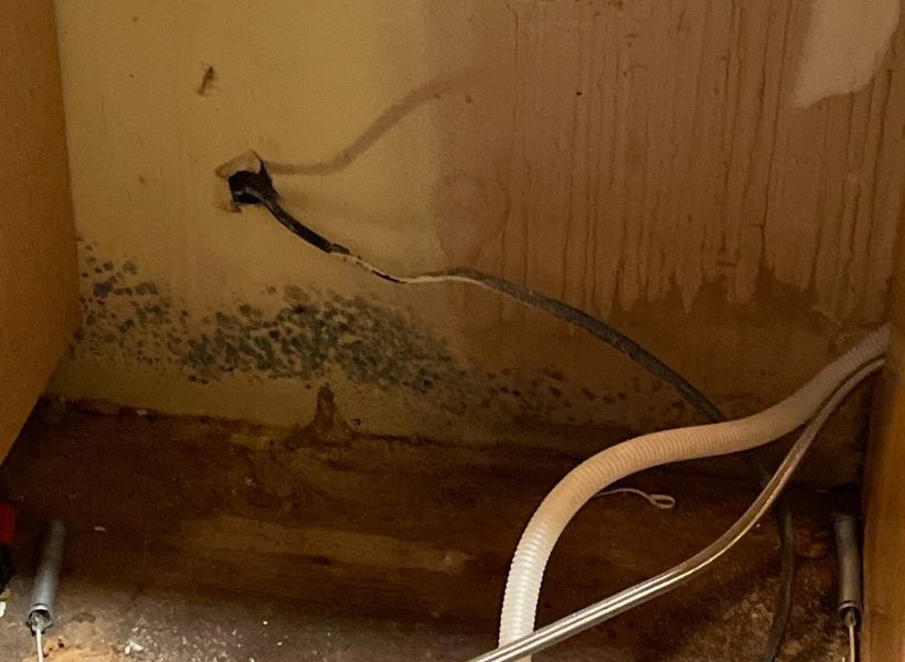 mold on walls