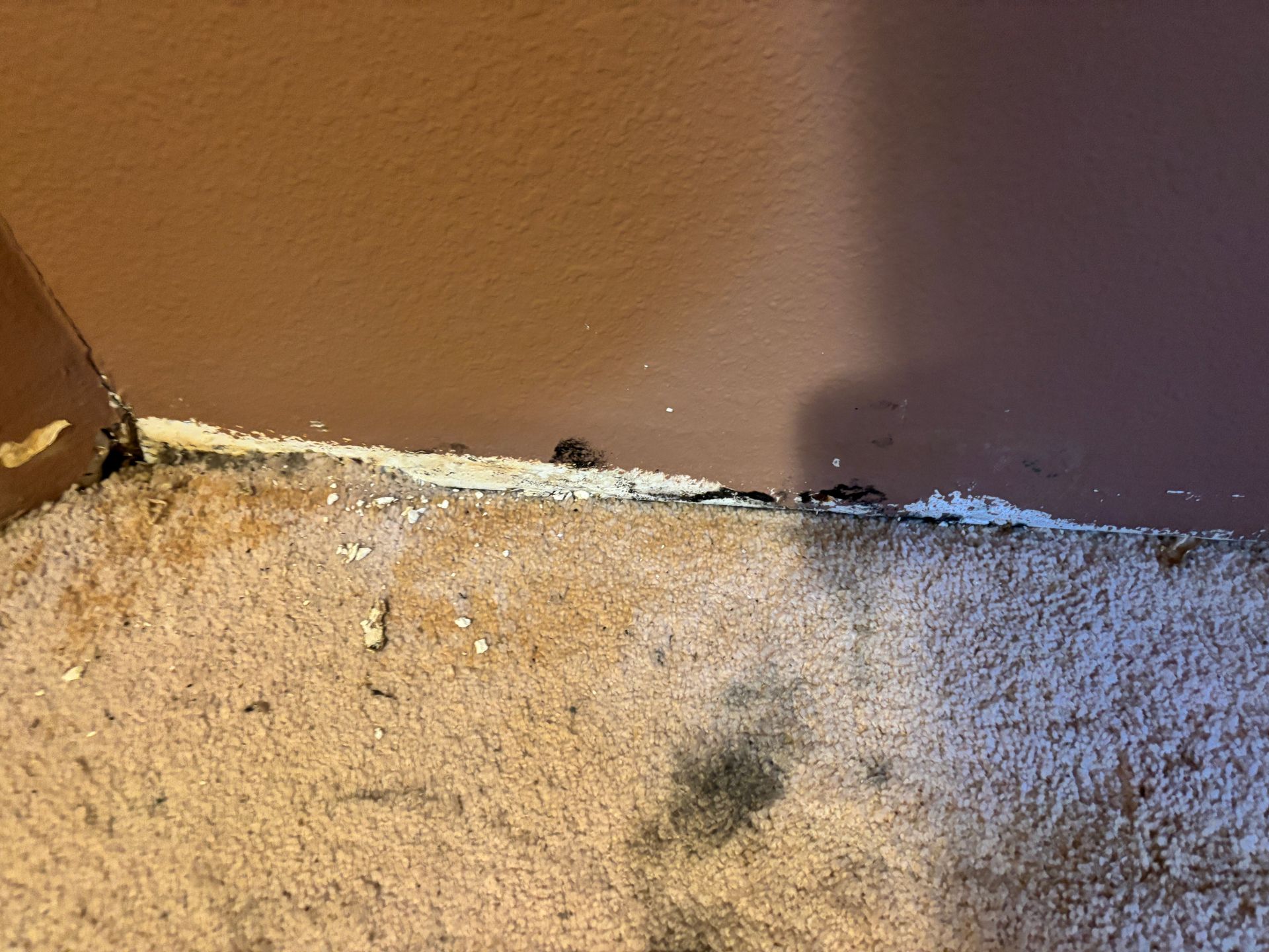 mold remediation in collinsville, il