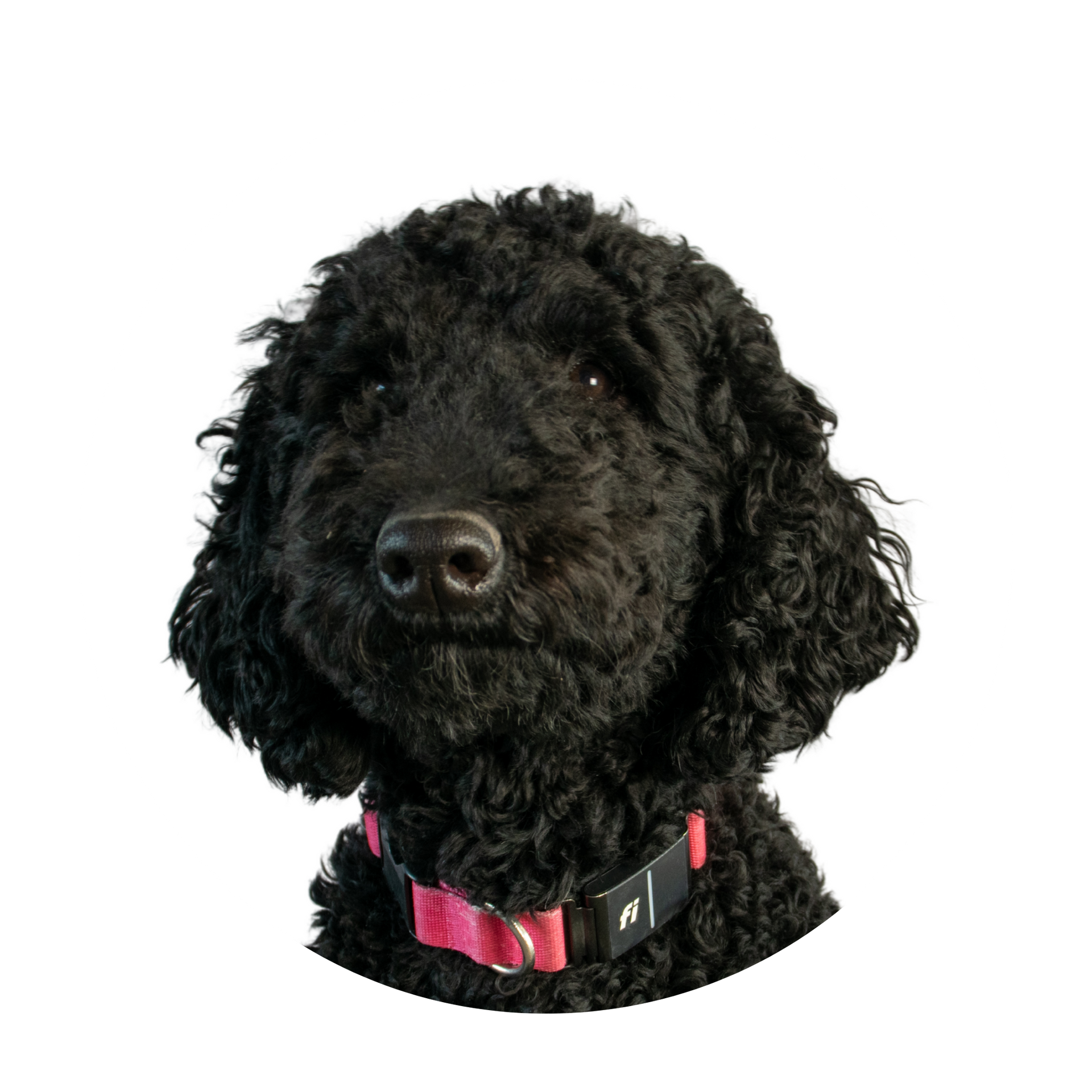 A black dog with a pink collar is looking at the camera