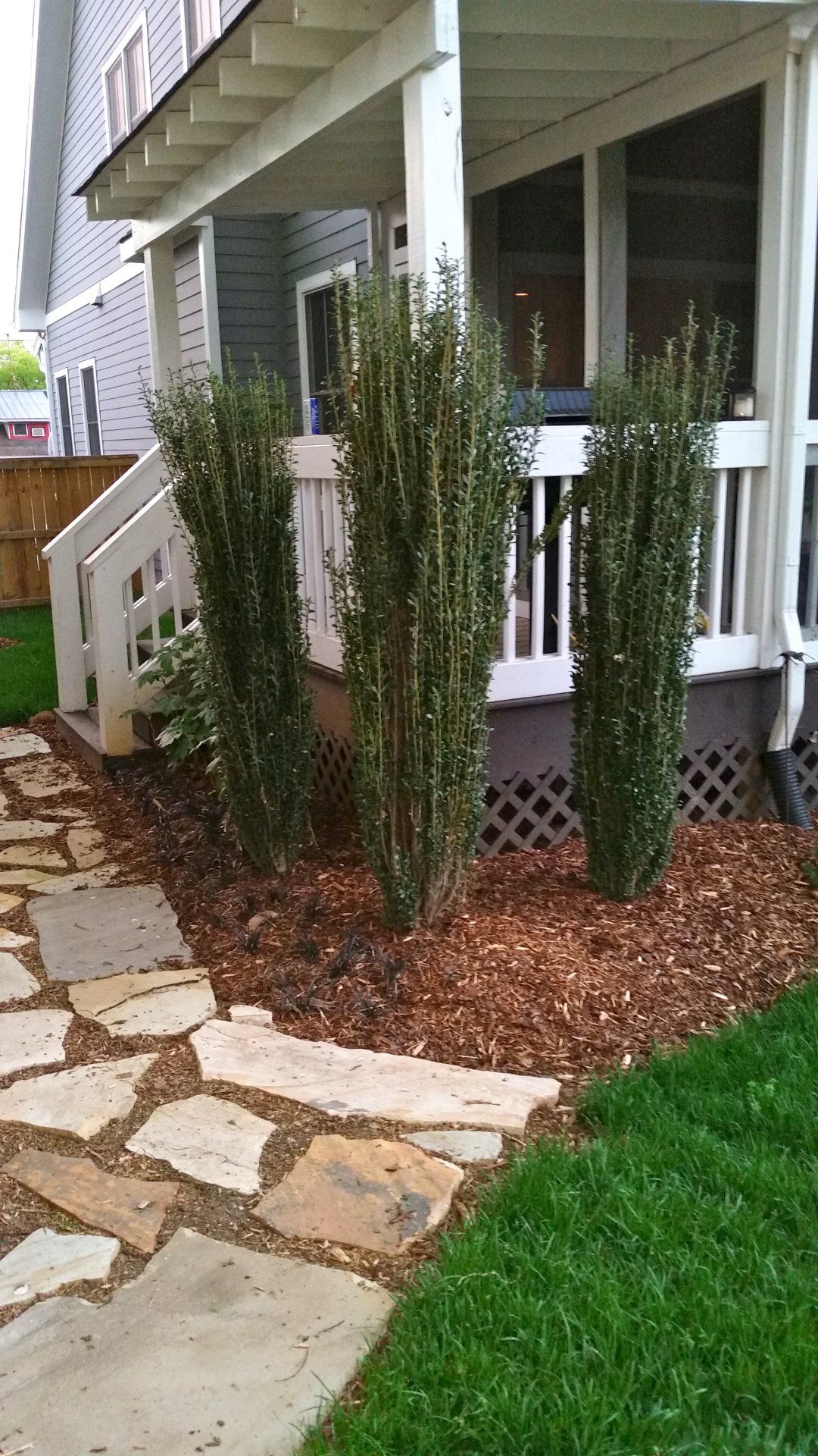 Landscaping green bushes on side of house