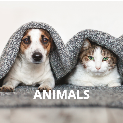 Chlorine dioxide for animals
