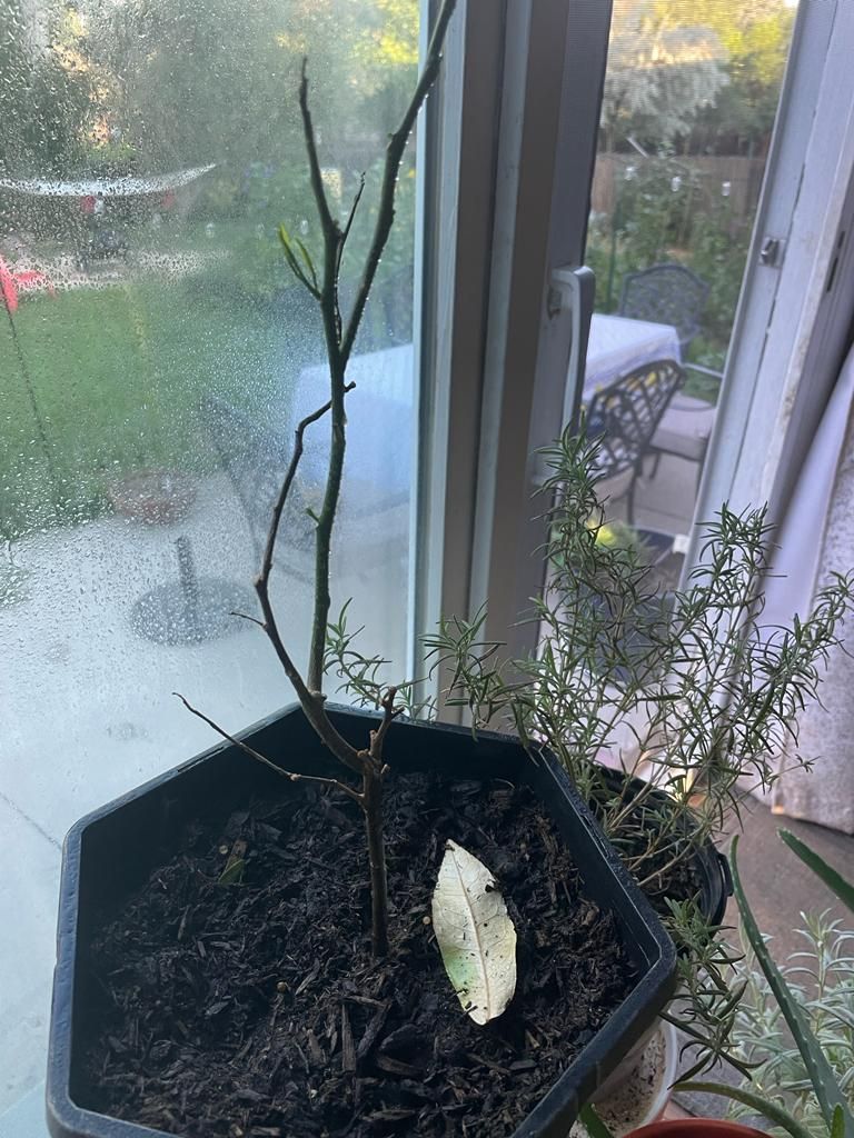 Healing of a lemon tree with chlorine dioxide