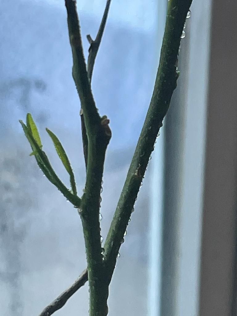 Healing of a lemon tree with chlorine dioxide