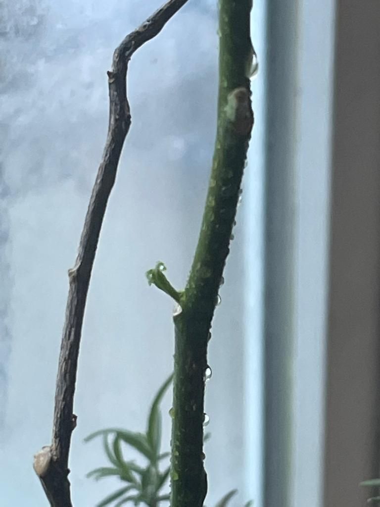 Healing of a lemon tree with chlorine dioxide