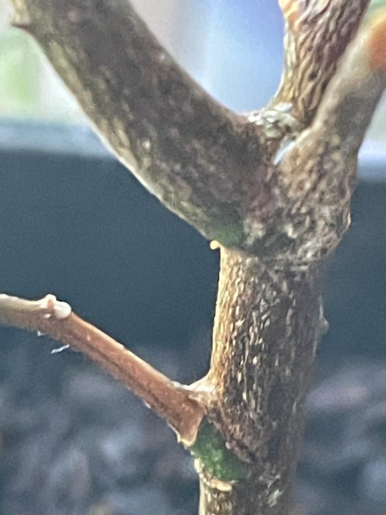 Healing of a lemon tree with chlorine dioxide