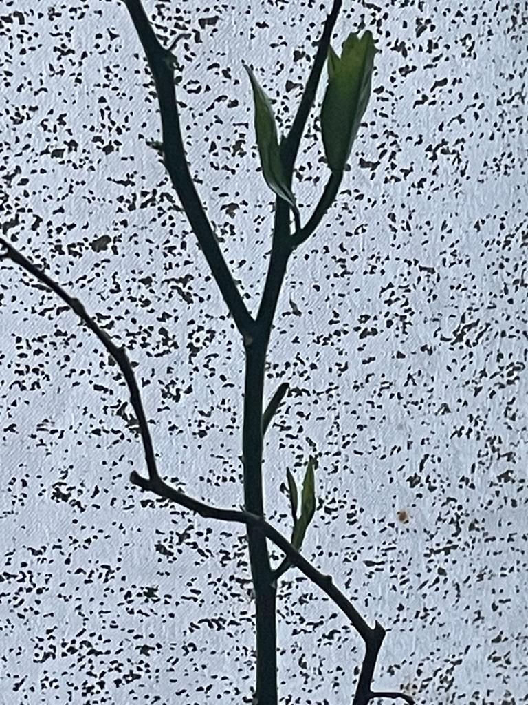 Healing of a lemon tree with chlorine dioxide