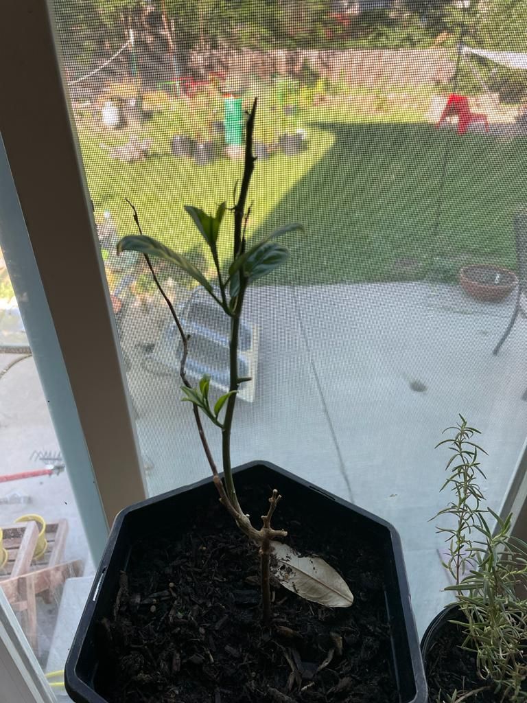 Healing of a lemon tree with chlorine dioxide