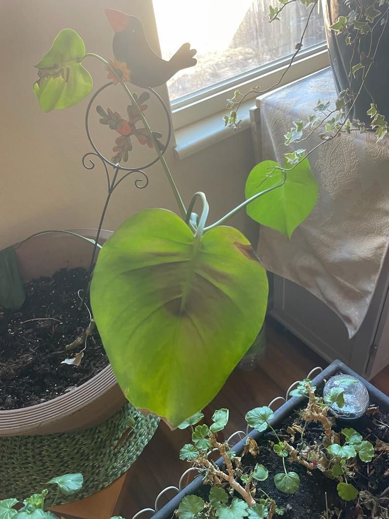 Other plants healing with Chlorine dioxide