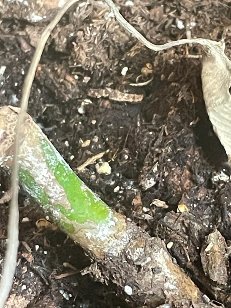 Other plants healing with Chlorine dioxide