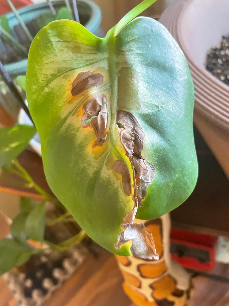 Other plants healing with Chlorine dioxide