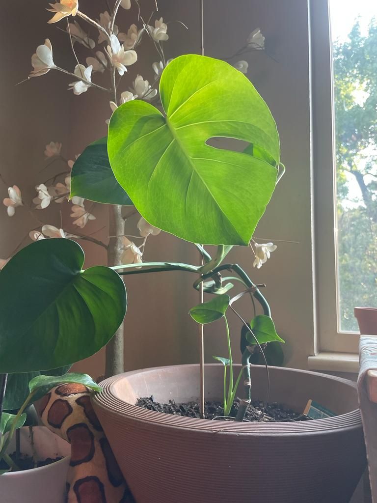 Other plants healing with Chlorine dioxide