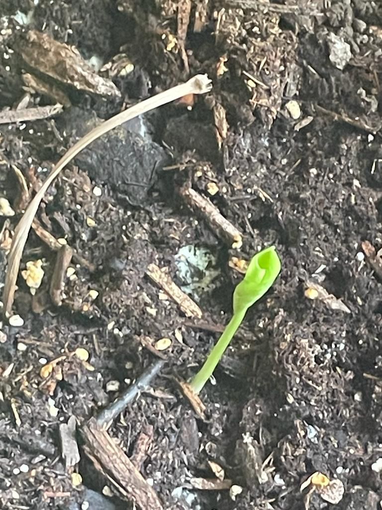 Other plants healing with Chlorine dioxide