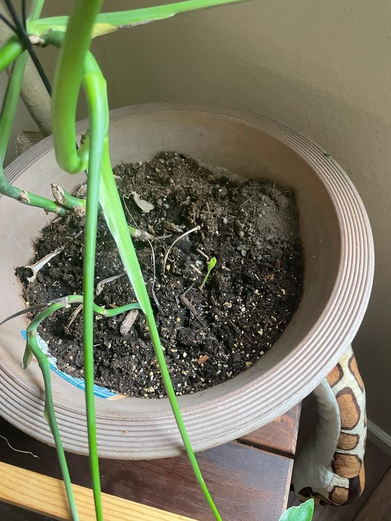 Other plants healing with Chlorine dioxide