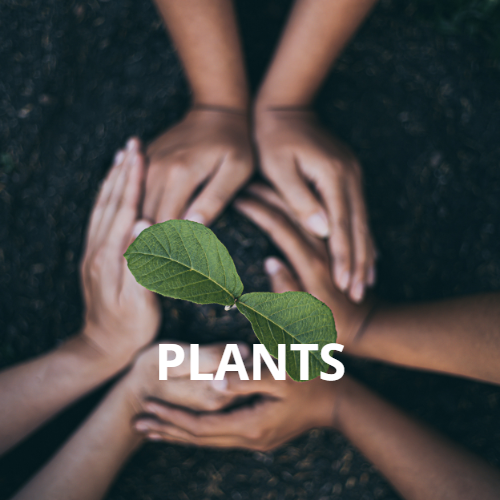 Discover the powerful properties of plants