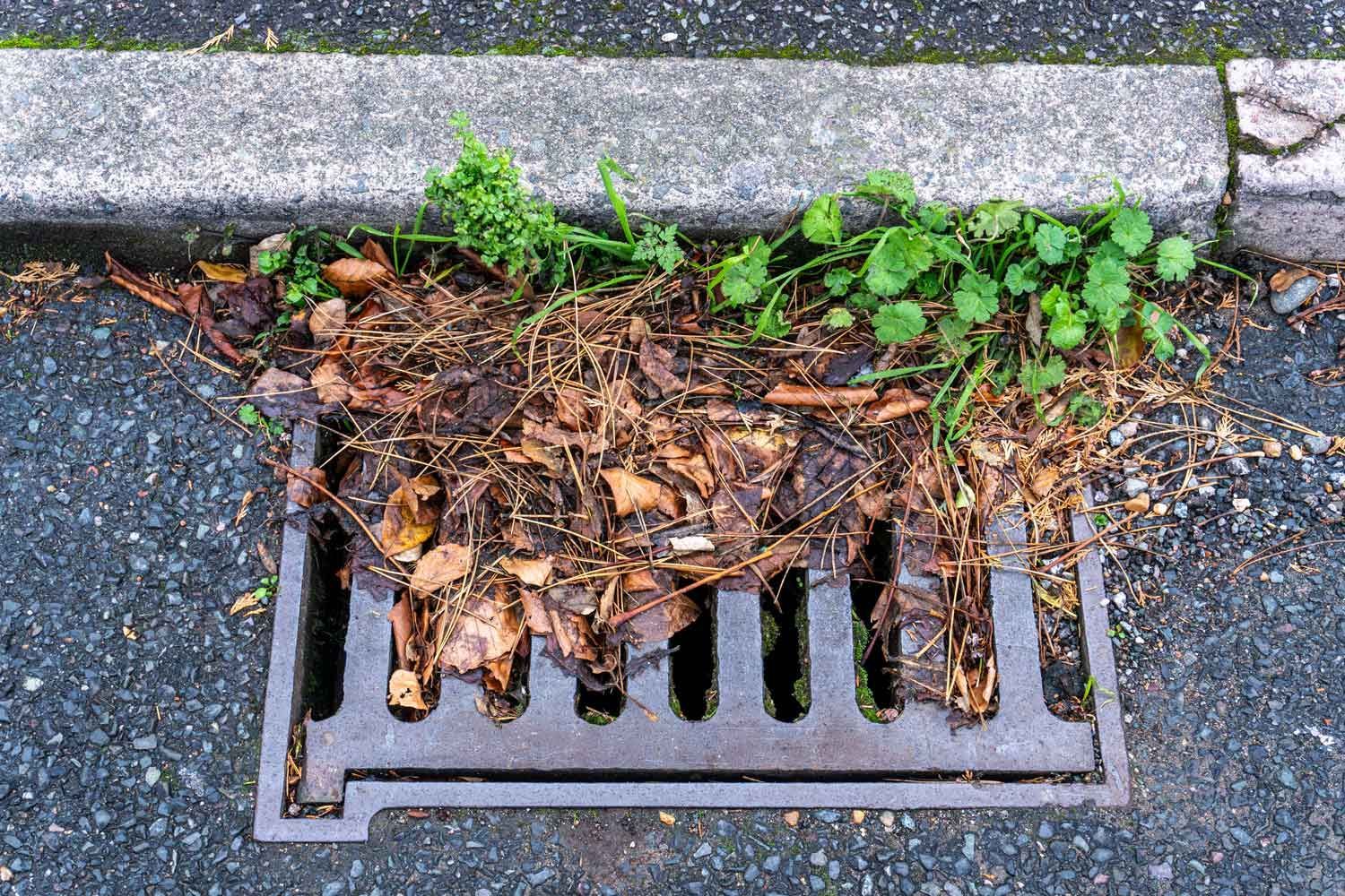Blocked storm drain with autumn debris.