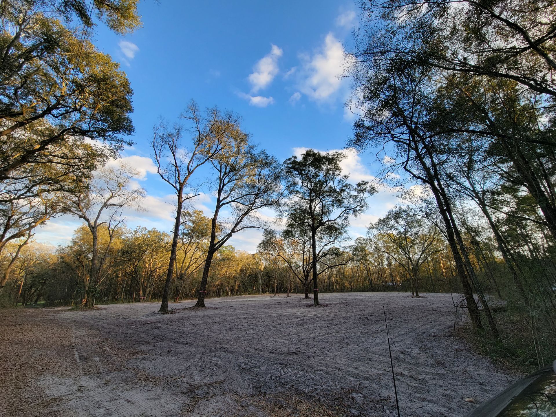 A clearing in a forest under a blue sky dotted with clouds; trees surround the clearing.