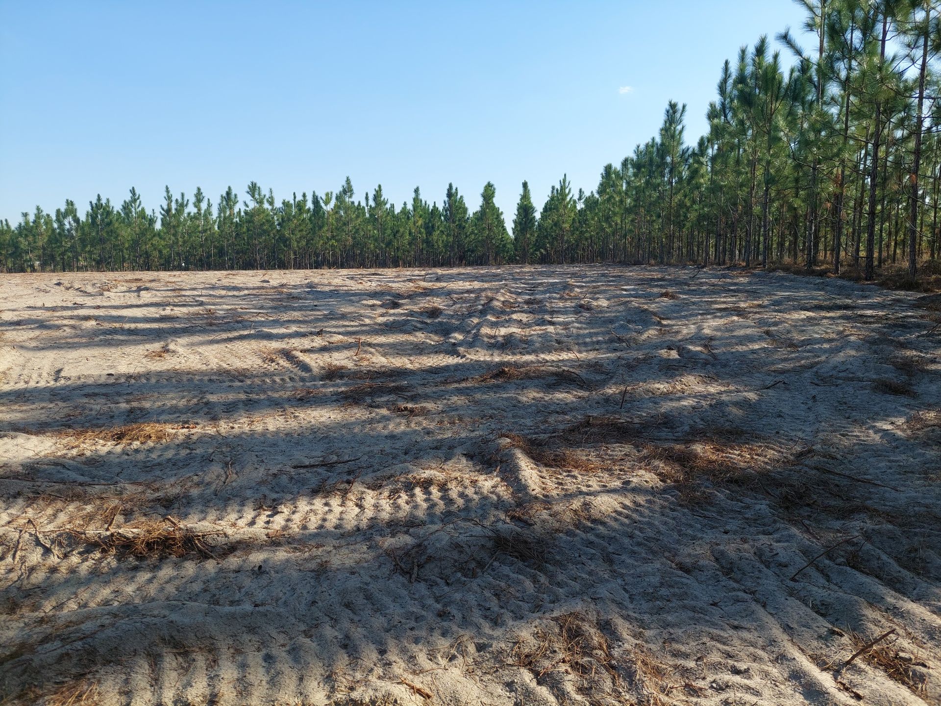 Cleared land with tire tracks, bordered by a line of pine trees under a clear blue sky.
