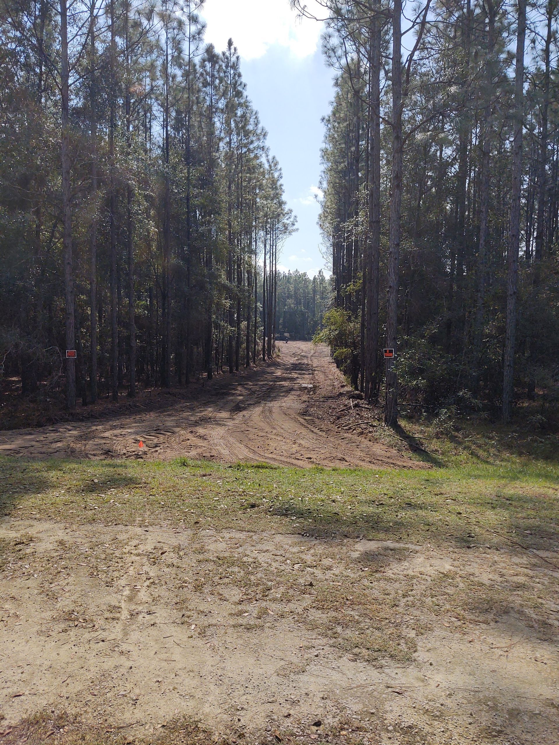 Dirt road through a forest of tall trees, leading into sunlight.