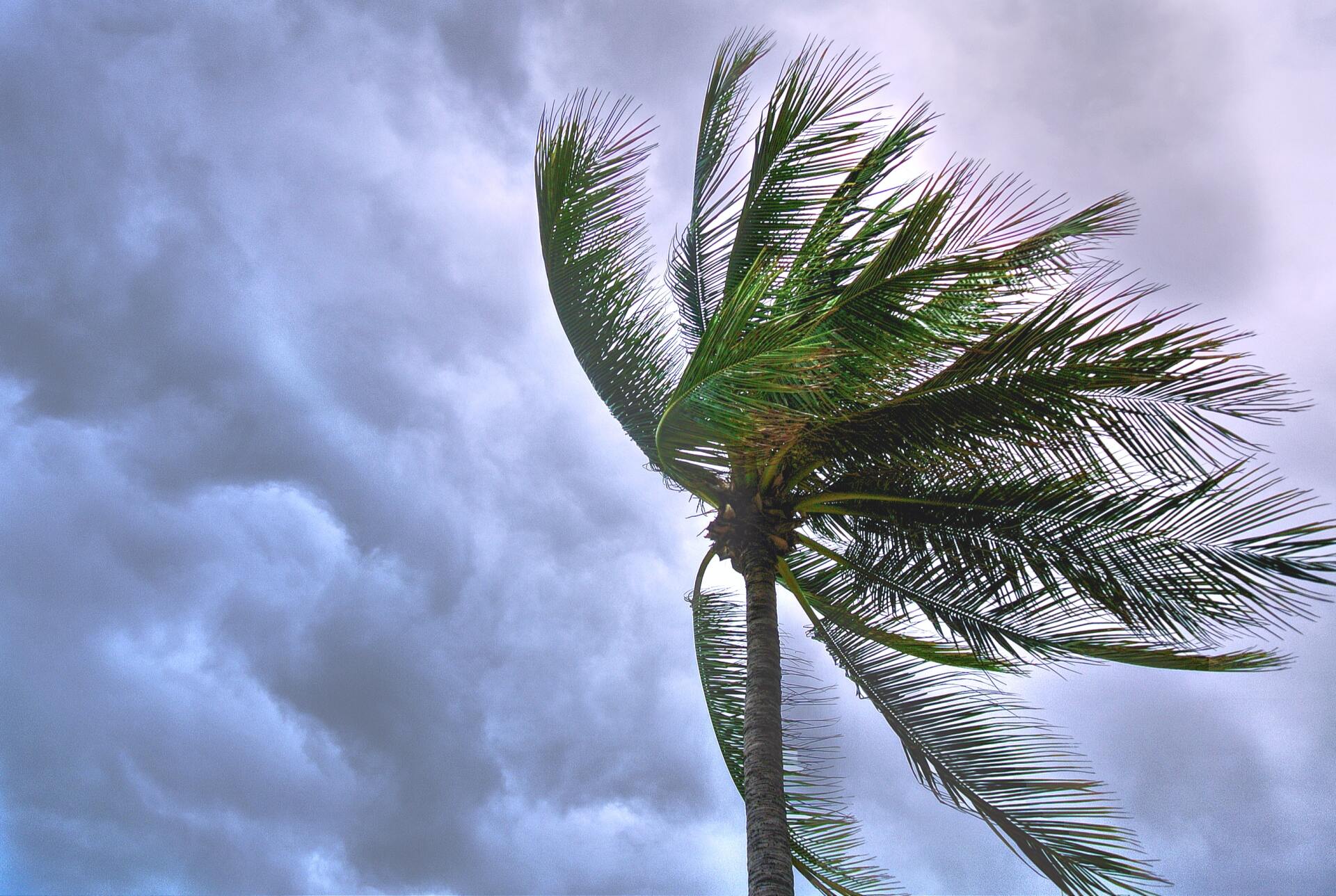 Palm tree bending in strong wind, dark storm clouds in background.