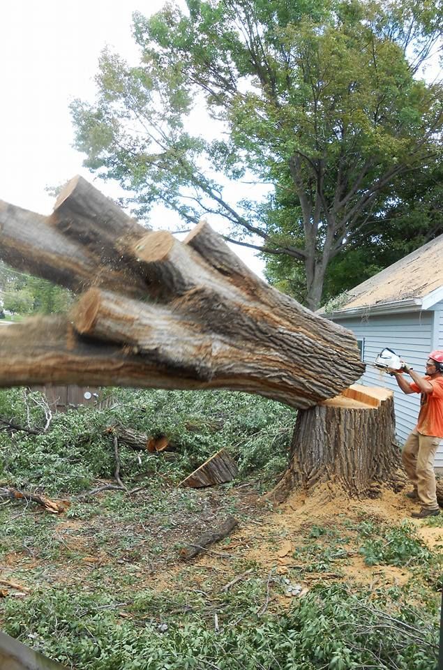 A Man Is Cutting a Tree Stump with A Chainsaw - New London, WI - Mid State Firewood