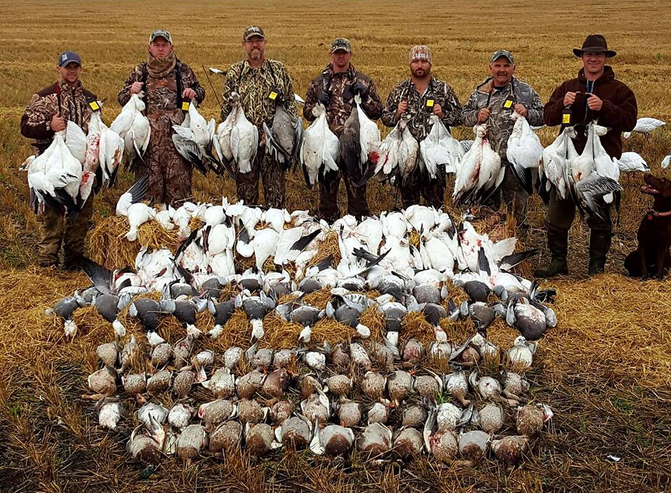 Guided Snow Goose Hunts in Missouri